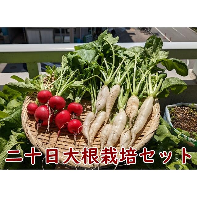 野菜 栽培セット 二十日大根２種類 栽培キット 送料込｜nicoco｜05