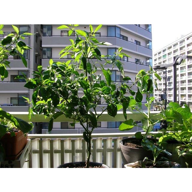 ピーマン栽培準備品セット 支柱付き ピーマン２本分の土と鉢のセット Nicoco プランター菜園を楽しむ会 通販 Yahoo ショッピング