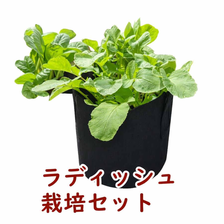 不織布プランター栽培セット ラディッシュ 送料込 | 