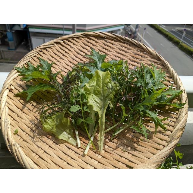 不織布プランター栽培セット サラダミックス 送料込 |  | 10