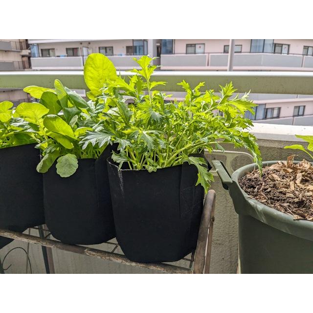 不織布プランター栽培セット 水菜 送料込 : Nicoco プランター菜園を