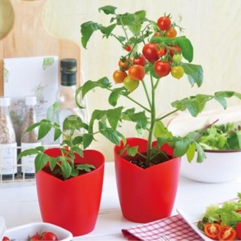 野菜 栽培セット ミニトマト ハートマト 栽培キット Nicoco プランター菜園を楽しむ会 通販 Yahoo ショッピング