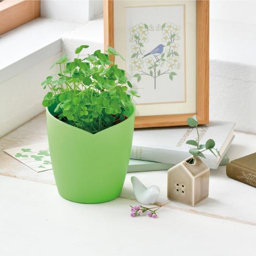 栽培セット 四つ葉 栽培キット  四葉のクローバー |  | 02