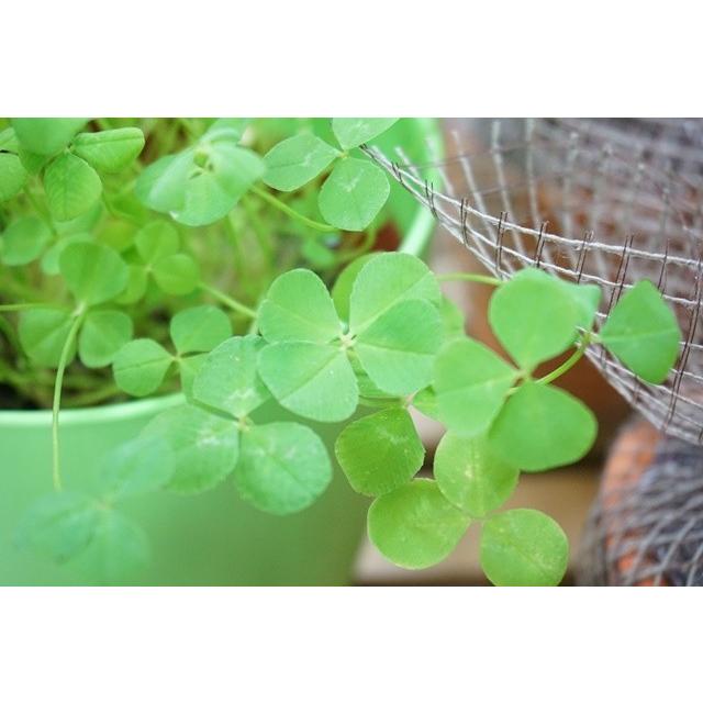 栽培セット 四つ葉 栽培キット  四葉のクローバー |  | 06