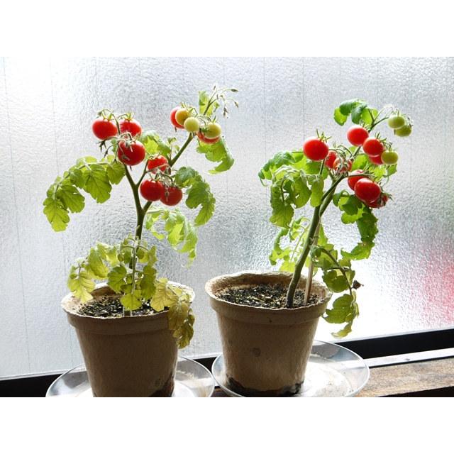 野菜 栽培セット 選べる２個セット エコットM 送料込 |  | 09