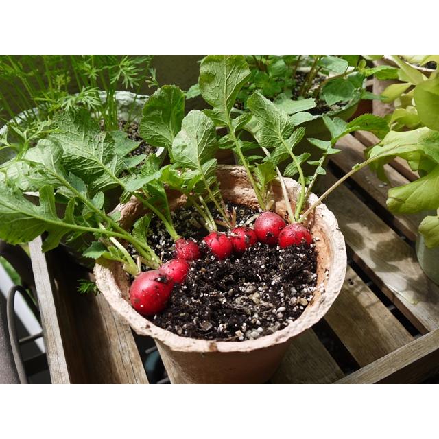 野菜 栽培セット 選べる２個セット エコットM 送料込 |  | 05