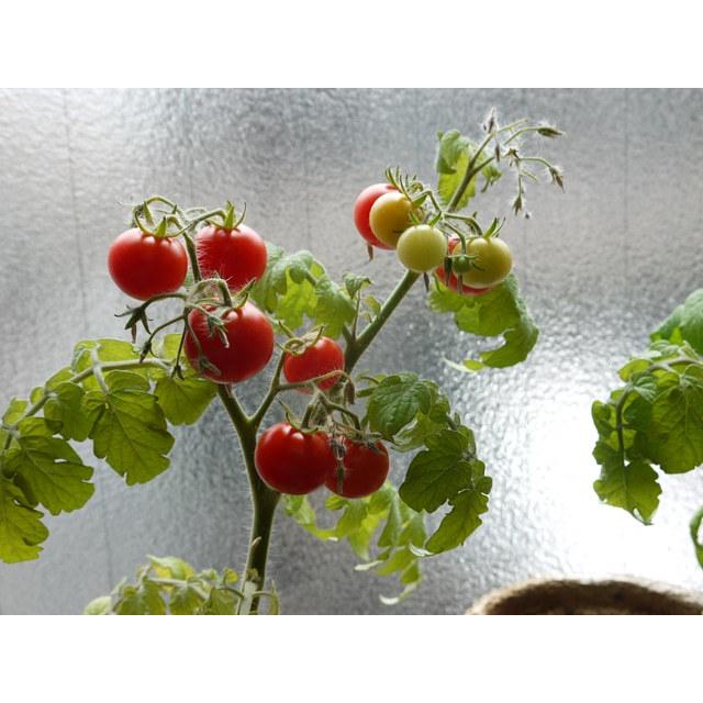 野菜 栽培キット 選べる３個セット エコットM 送料込 |  | 11