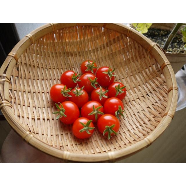 野菜 栽培キット 選べる３個セット エコットM 送料込 |  | 12