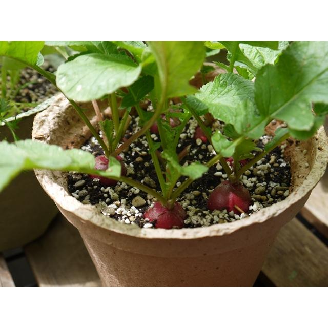 野菜 栽培キット 選べる３個セット エコットM 送料込 |  | 04