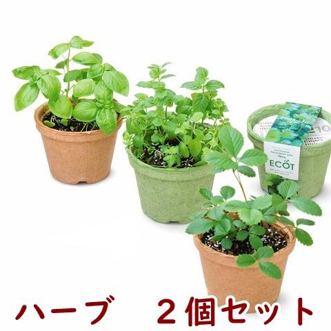 ハーブ 栽培セット 選べる２個セット エコットS 送料込 | 
