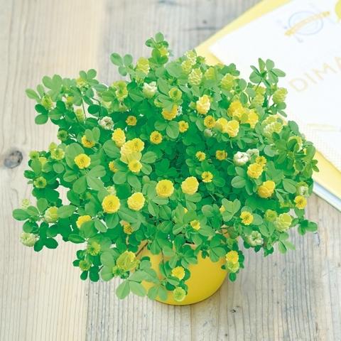 絶品 栽培セット 黄色の花咲くクローバー栽培セット 栽培キット 栽培キット
