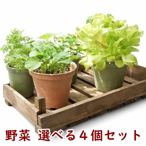 野菜 栽培キット 選べる４個セット エコットM 送料込 | 