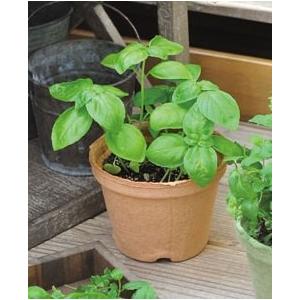 ハーブ 栽培キット 選べる３個セット エコットS 送料込 |  | 02