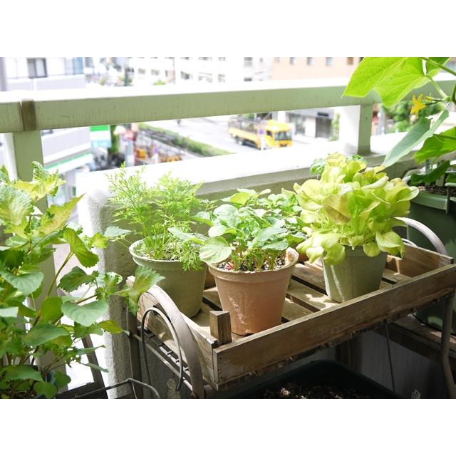 ハーブ 栽培キット 選べる３個セット エコットS 送料込 |  | 05