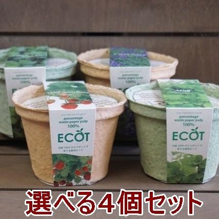 ハーブ 栽培セット 選べる４個セット エコットS 送料込 | 