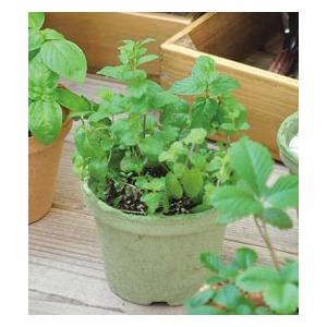 ハーブ 栽培セット 選べる４個セット エコットS 送料込 |  | 04