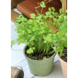 野菜 ハーブ 栽培セット 選べる２個セット エコット 送料込 |  | 11