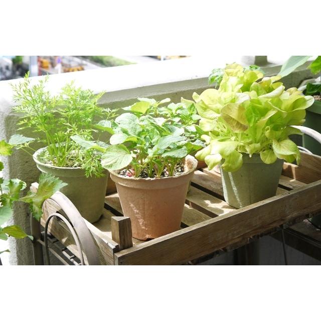 野菜 ハーブ 栽培セット 選べる２個セット エコット 送料込 |  | 03
