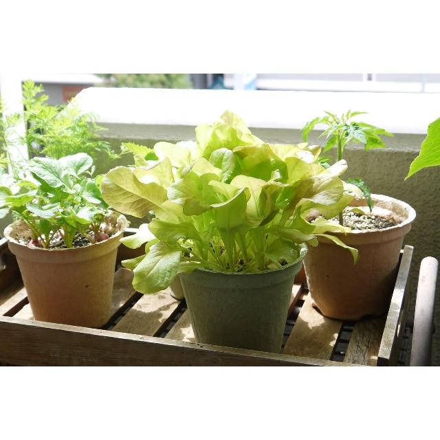 野菜 ハーブ 栽培セット 選べる２個セット エコット 送料込 |  | 06