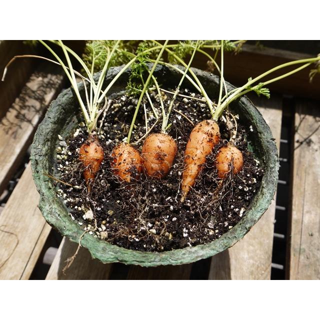 野菜 ハーブ 栽培セット 選べる２個セット エコット 送料込 |  | 07