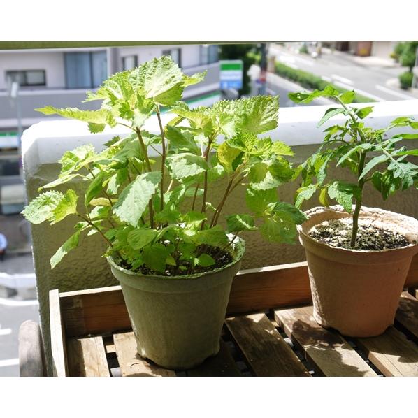 野菜 ハーブ 栽培セット 選べる２個セット エコット 送料込 |  | 08