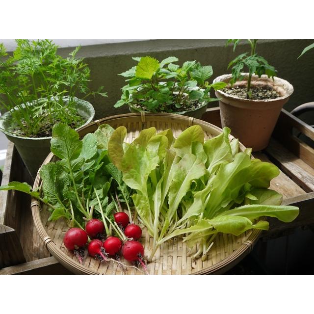 野菜 ハーブ 栽培セット 選べる２個セット エコット 送料込 |  | 09