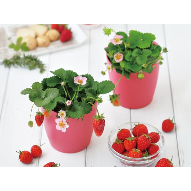 イチゴ 栽培キット 摘みたてイチゴの栽培セット |  | 01