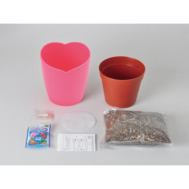 イチゴ 栽培キット 摘みたてイチゴの栽培セット |  | 02