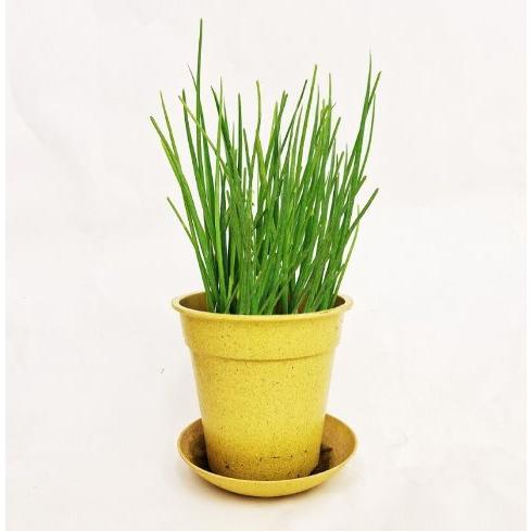 オーガニック栽培キット 選べる２個セット エコ栽培キット 送料込 |  | 14