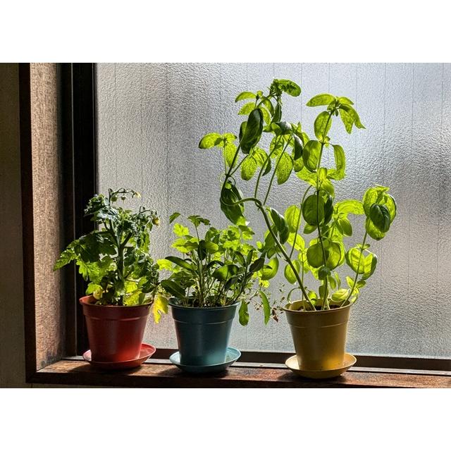 オーガニック栽培キット 選べる２個セット エコ栽培キット 送料込 |  | 17