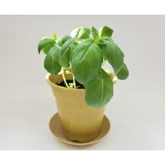 オーガニック栽培キット 選べる２個セット エコ栽培キット 送料込 |  | 07