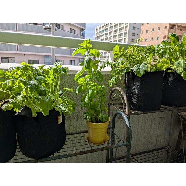 オーガニック栽培キット 選べる４個セット エコ栽培キット 送料込 |  | 11