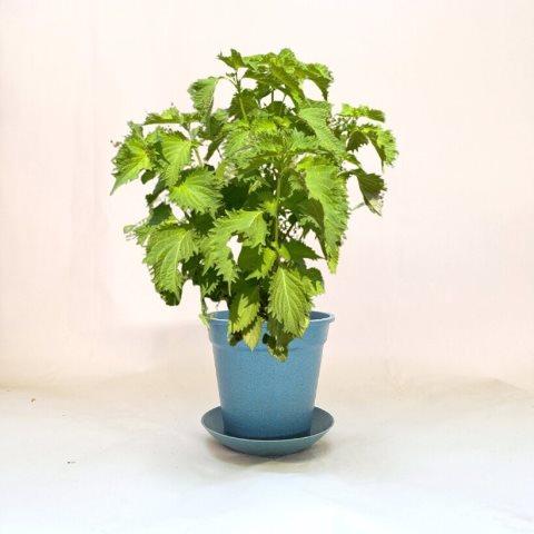 オーガニック栽培キット 選べる４個セット エコ栽培キット 送料込 |  | 14