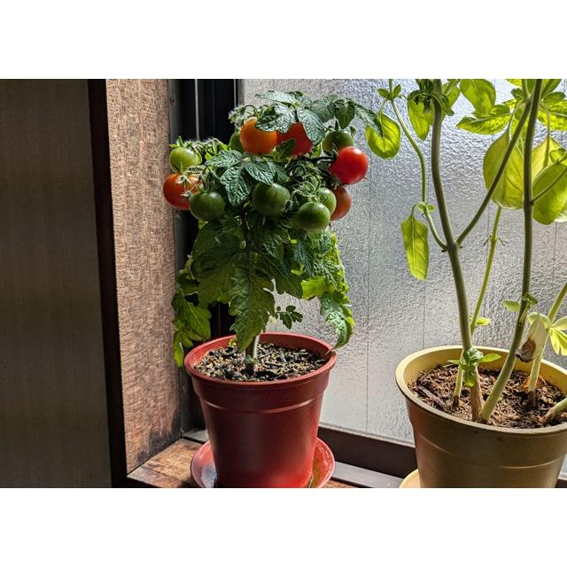 オーガニック栽培キット 選べる４個セット エコ栽培キット 送料込 |  | 17