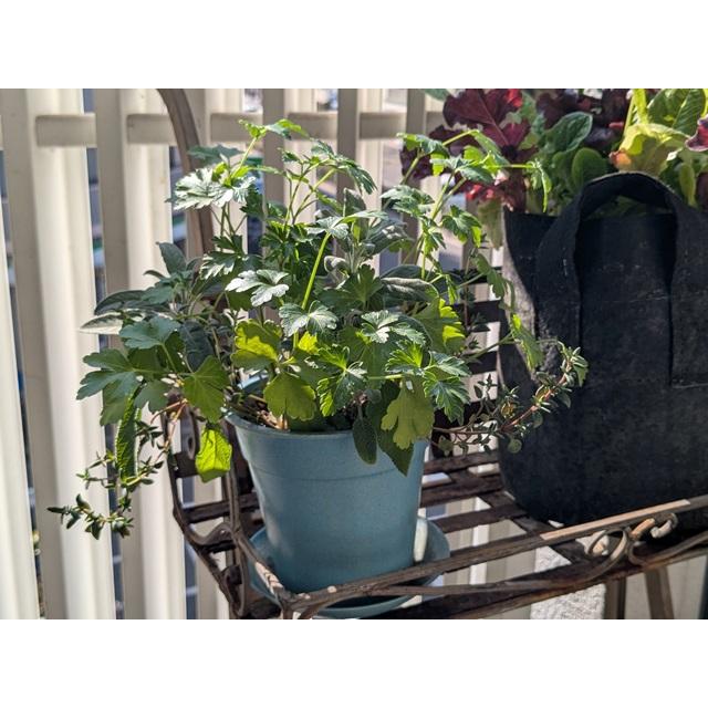 オーガニック栽培キット 選べる４個セット エコ栽培キット 送料込 |  | 18