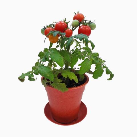 オーガニック栽培キット 選べる４個セット エコ栽培キット 送料込 |  | 06