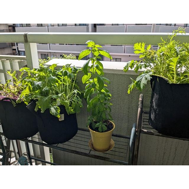 オーガニック栽培キット 選べる４個セット エコ栽培キット 送料込 |  | 08