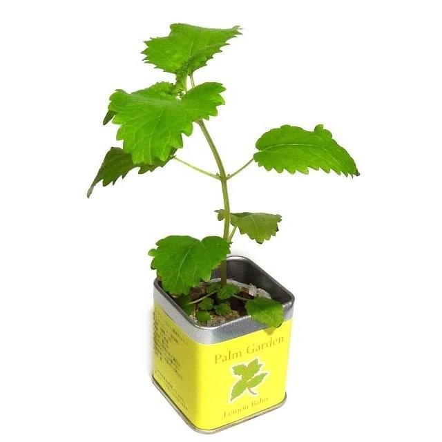 レモンバーム栽培セット パームガーデン  ハーブ栽培セット |  | 01