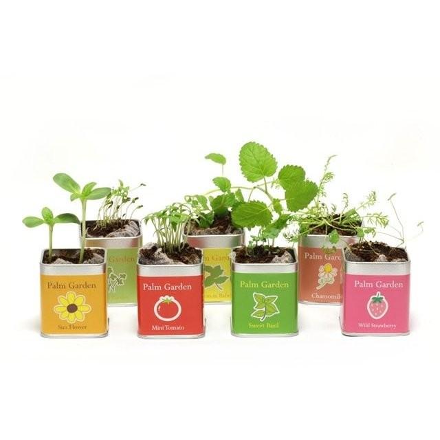 アップルミント栽培セット アップルミント 栽培キット |  | 02