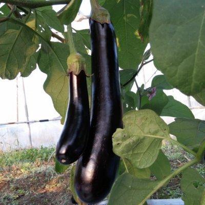 有機種子 固定種 なす 種 ビオレッタ ナス 20粒 2026年11月期限 |  | 01