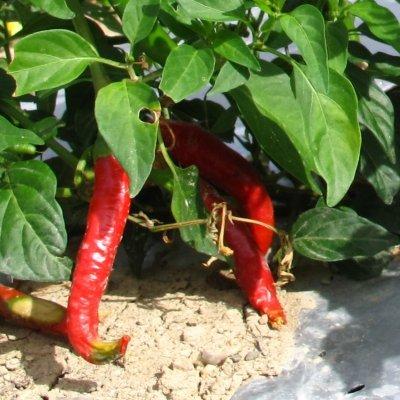 有機種子 固定種 赤トウガラシ 15粒 種 とうがらし 唐辛子 2026年11月期限 |  | 01