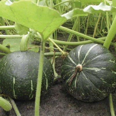 有機種子 固定種 かぼちゃ 種 黒皮栗 カボチャ 15粒 小袋 2026年11月期限 |  | 01