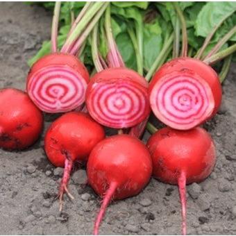 有機種子 固定種 ビーツ 1.2g 種 ビート チオギア 種子 2026年11月期限 |  | 01