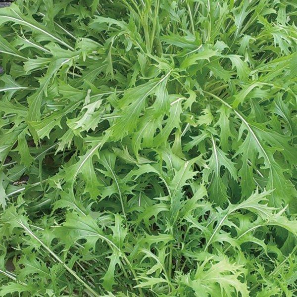 有機種子 固定種 水菜 1.2ｇ 種 在来種 種子 ミズナ 小袋 2026年11月期限 |  | 01