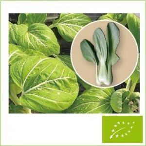 有機種子 固定種 パクチョイ 0.7g 種 チンゲンサイ タイサイ 小袋 2026年11月期限 |  | 01