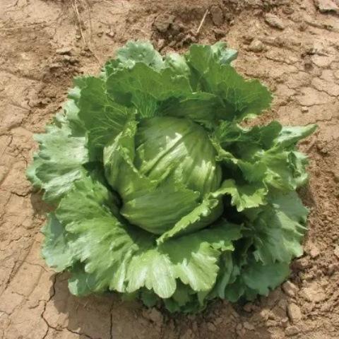 有機種子 固定種 レタス 80粒 種 在来種 結球レタス アイスバーグ 2026年11月期限 |  | 01