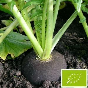 有機種子 固定種 大根 種 黒丸大根 3ｇ 種子 ブラック スパニッシュ 小袋 2026年5月期限 |  | 01