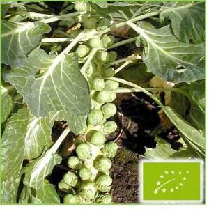 有機種子 固定種 芽キャベツ 種 種子 芽きゃべつ 小袋 100粒 2026年11月期限 |  | 01