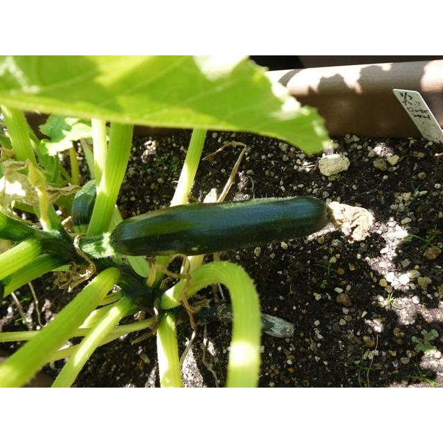 有機種子 固定種 ズッキーニ ３０粒 種 ブラックビューティ 2026年11月期限 |  | 01