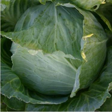 有機種子 固定種 キャベツ ローラ 丸玉系 90粒 種 種子 2026年11月期限 |  | 01
